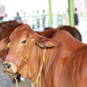 A Shared Cow