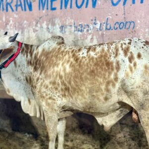 Badami Bull