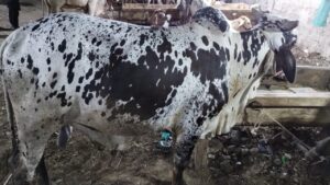 Bhawalpuri bachra