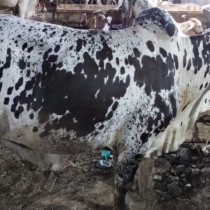 Bhawalpuri bachra