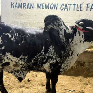 Kalu sardar Bahawalpur