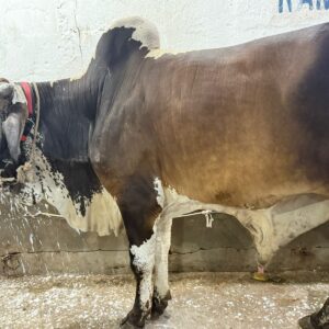 Bahawalpuri bull