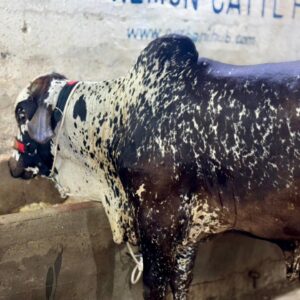 Bhavalpuri bull